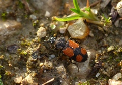 Panagaeus cruxmajor
