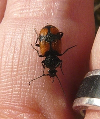 Panagaeus cruxmajor