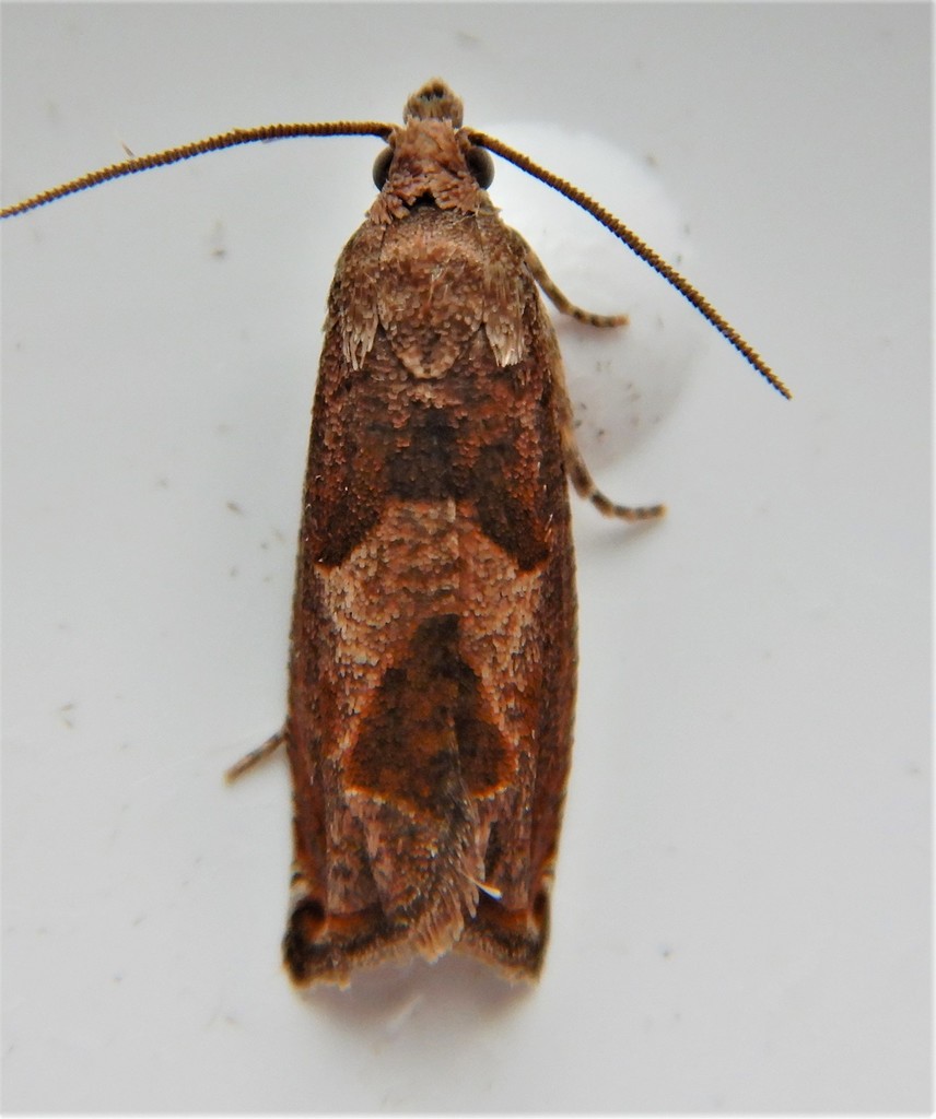 Canadian Sonia Moth