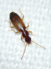 Paradromius linearis