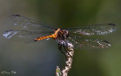 Orthemis ambinigra