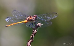 Orthemis ambinigra