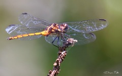 Orthemis ambinigra
