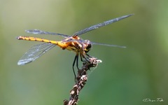Orthemis ambinigra
