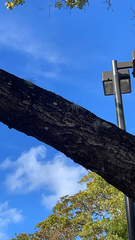 Tillandsia recurvata image