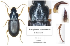 Parophonus maculicornis