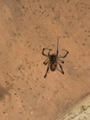 Latrodectus geometricus