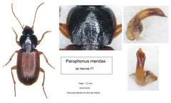 Parophonus mendax