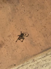 Latrodectus geometricus