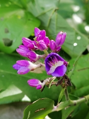 Dichorisandra hexandra