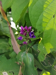 Dichorisandra hexandra