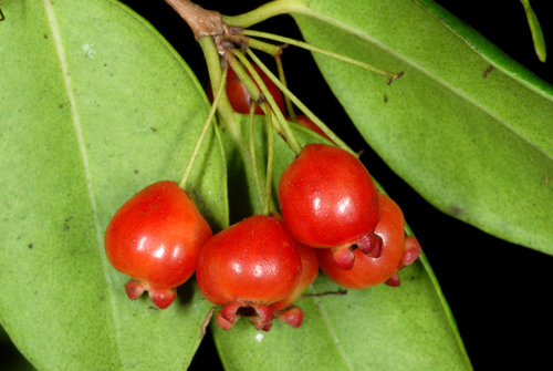 redberry stopper (Eugenia confusa)