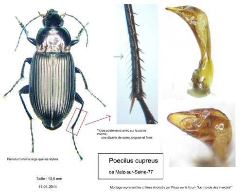 Copper Greenclock Beetle