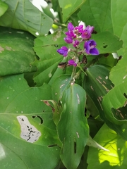 Dichorisandra hexandra