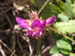 Galactia stereophylla