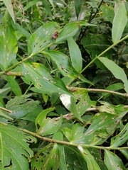 Dichorisandra hexandra