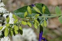 Ochraethes sulphurifer