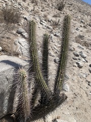 Leucostele chiloensis