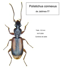 Polistichus connexus