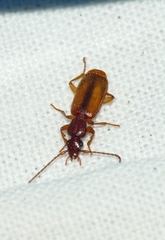 Polistichus connexus