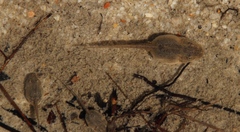 Pyxicephalidae