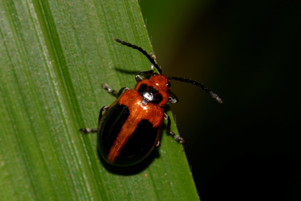 Orange Oides Leaf Beetle from Wallingat NSW 2428, Australia on January ...