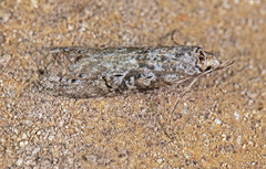Ellabella melanoclista