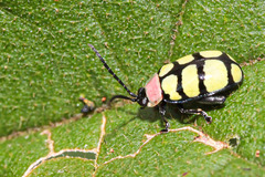 Alagoasa scissa