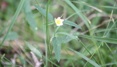 Sida hackettiana
