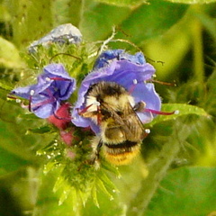 Bombus sylvarum