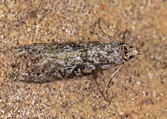 Ellabella melanoclista