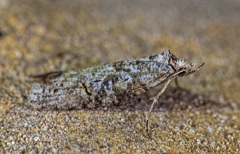 Ellabella melanoclista