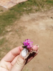 Delosperma aliwalense