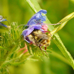 Bombus sylvarum