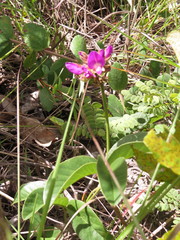 Galactia stereophylla