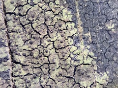 Verrucaria trabalis