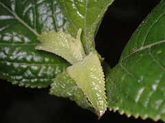 Phyllostegia brevidens