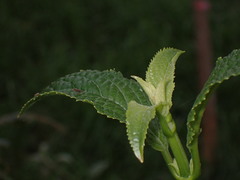 Phyllostegia brevidens