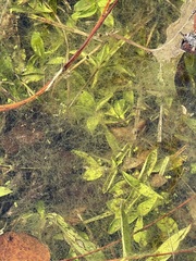 Najas guadalupensis
