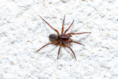 Liocranidae