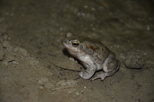 Firouzophrynus olivaceus
