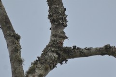 Sylvietta ruficapilla