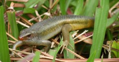 Eutropis multifasciata