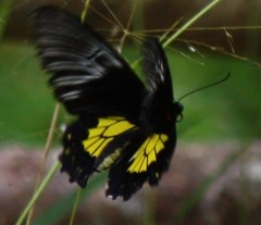 Troides rhadamantus