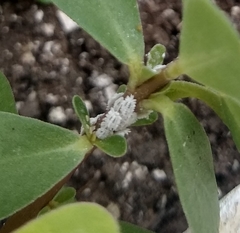 Phenacoccus solenopsis