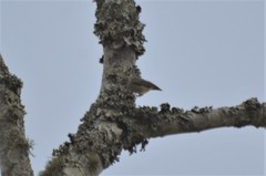 Sylvietta ruficapilla