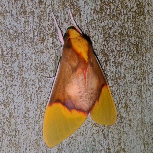 Demolis albicostata