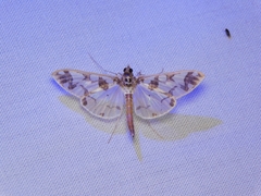 Polythlipta