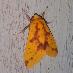 Symphlebia distincta