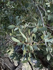 Quercus oblongifolia